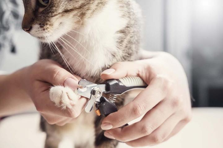 Coupe de griffes pour chiens et chats Gatineau