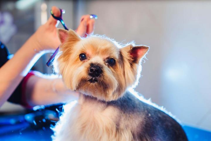 Coupe de griffes pour chiens et chats Gatineau