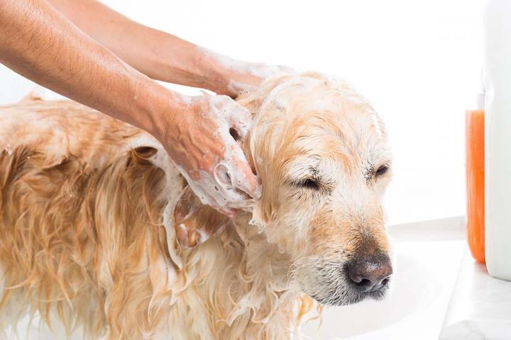 Lavage pour chiens et chats Gatineau