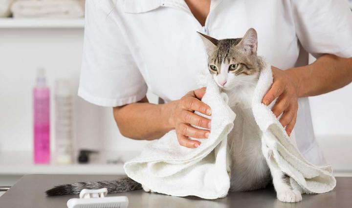 Tonte et toilettage pour chiens et chats Gatineau