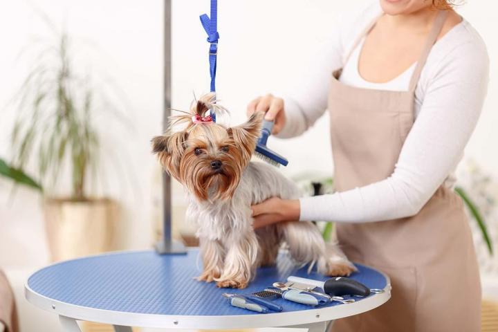 Lavage pour chiens et chats Gatineau