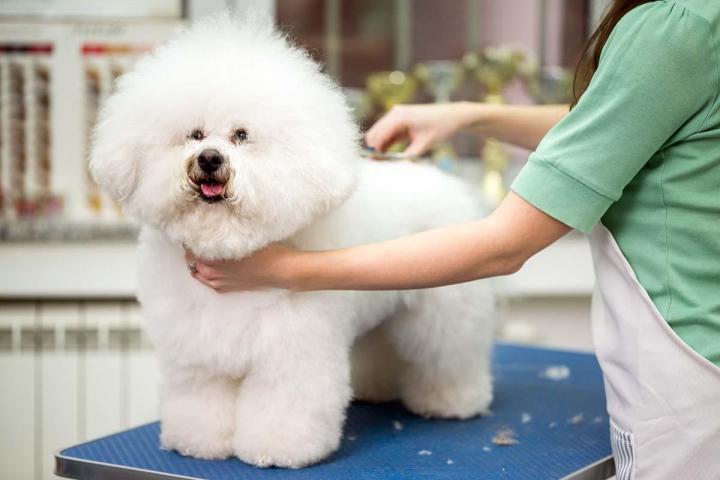 Tonte et toilettage pour chiens et chats Gatineau