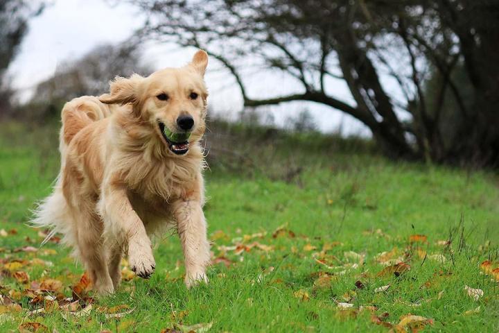 Coupe de griffes pour chiens et chats Gatineau