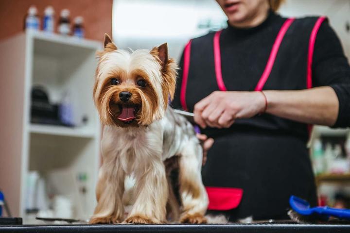 Lavage pour chiens et chats Gatineau