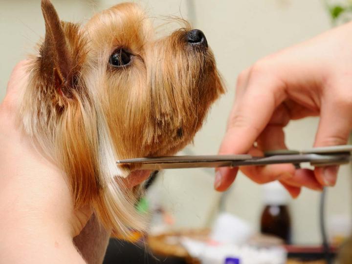 Tonte et toilettage pour chiens et chats Gatineau